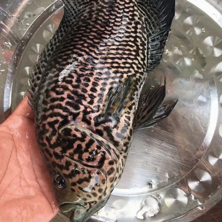 珍珠斑淡水珍珠斑淡水石斑 525g左右