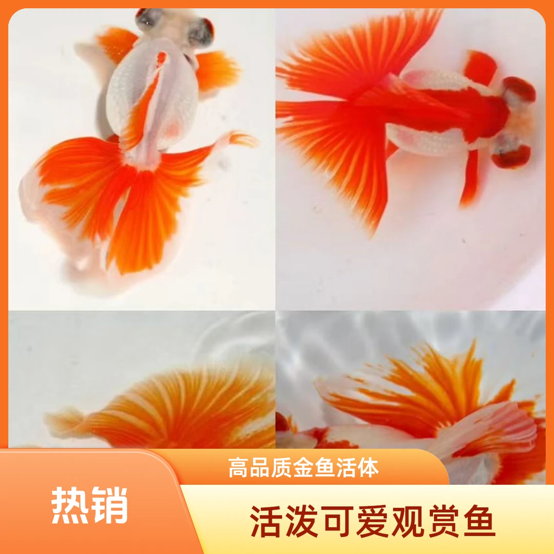 传统金鱼蝶尾冷水鱼淡水鱼