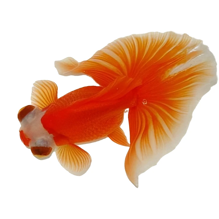 精品传统国粹蝶尾金鱼冷水鱼淡水鱼