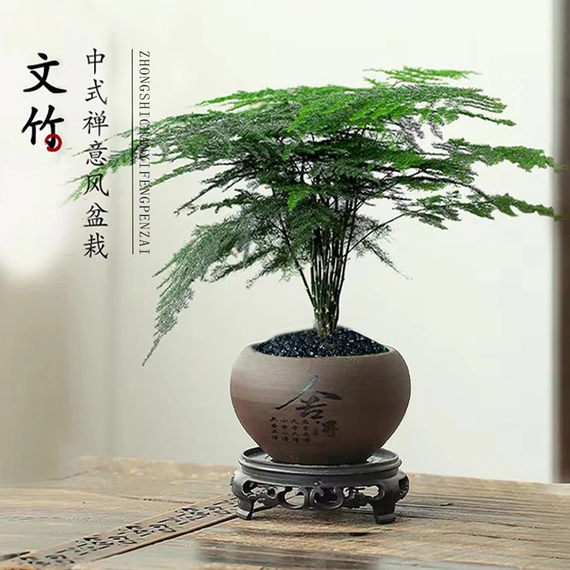 【宠粉】文竹盆栽树脂盆植物室内净化空气办公室桌面好养盆栽