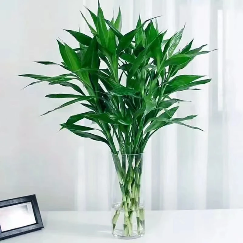 宠粉【富贵竹20支】富贵竹观音竹水培植物开运竹客厅花卉绿植植物