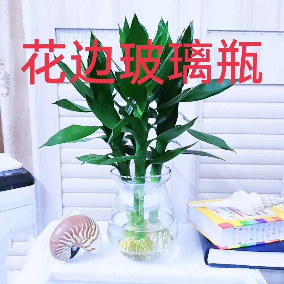 水培植物透明玻璃花瓶水养绿萝观音竹插花瓶简约风格高级感