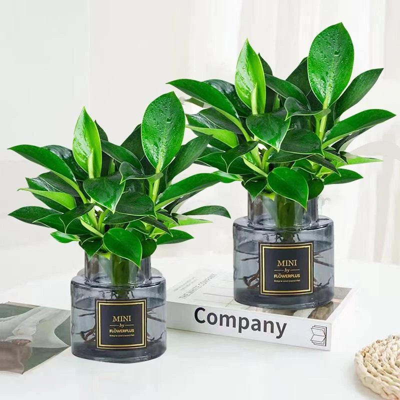 【拍一发二】绿公主盆栽植物金钻办公室内好养常青吸甲醛桌面绿植