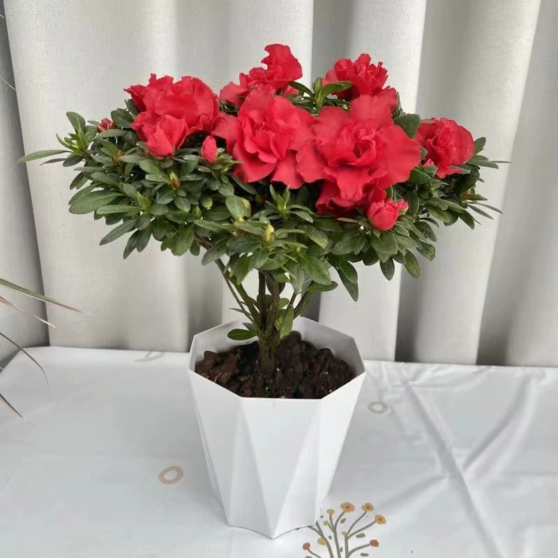 比利时杜鹃花盆栽室内室外阳台花卉绿植盆景盆栽