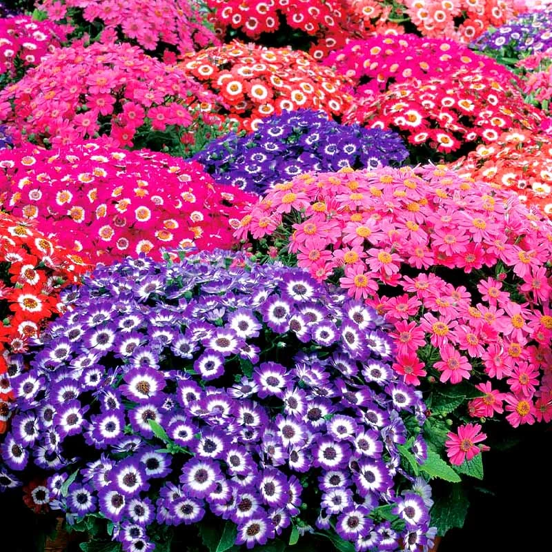 大花瓜叶菊种富贵菊黄瓜花籽小区花坛阳台温室盆栽春秋播种长花期