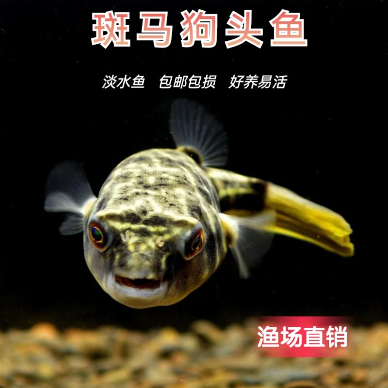 斑马河豚鱼宠物热带观赏鱼淡水精品斑马狗头毛毛狗头饲养活体包损