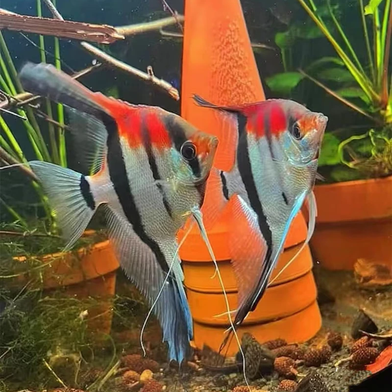 马纳卡普鲁红背埃及神仙鱼人工鱼热带鱼观赏鱼活体鱼淡水饲养