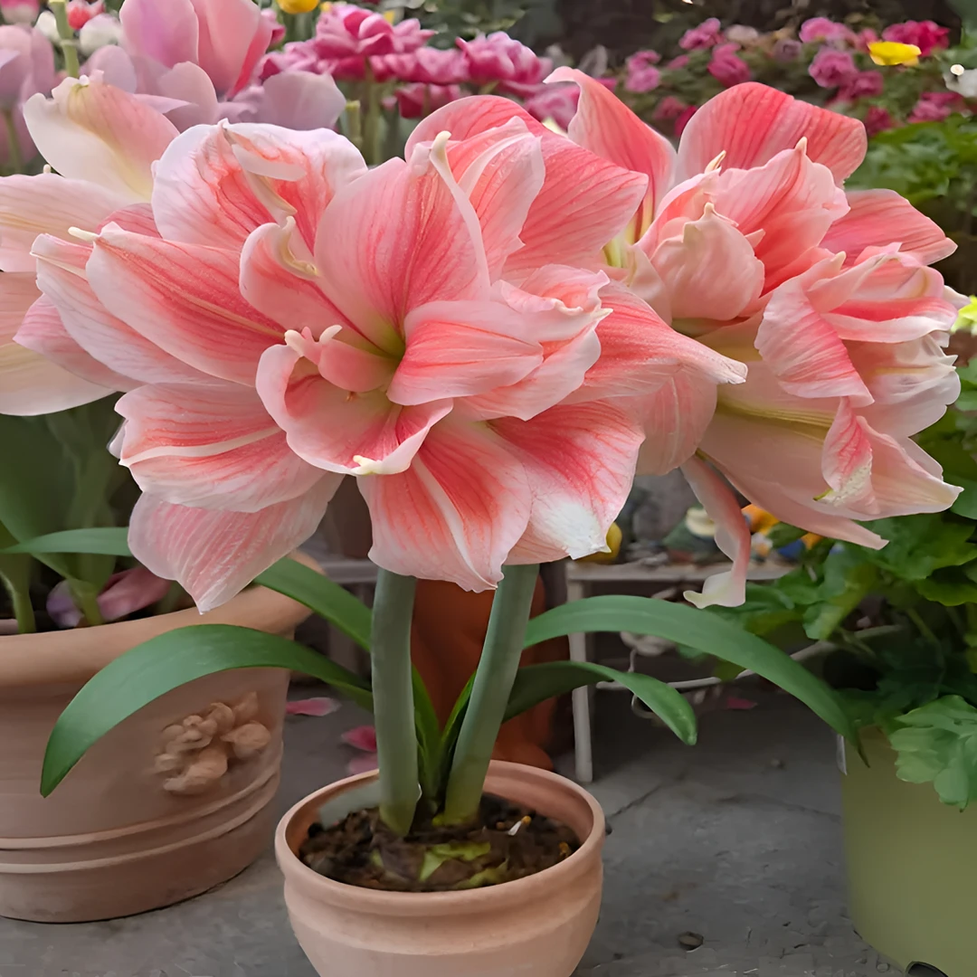 【常年开花】进口澳朱洋朱顶红重瓣大花盆栽植物客厅绿植花卉好养