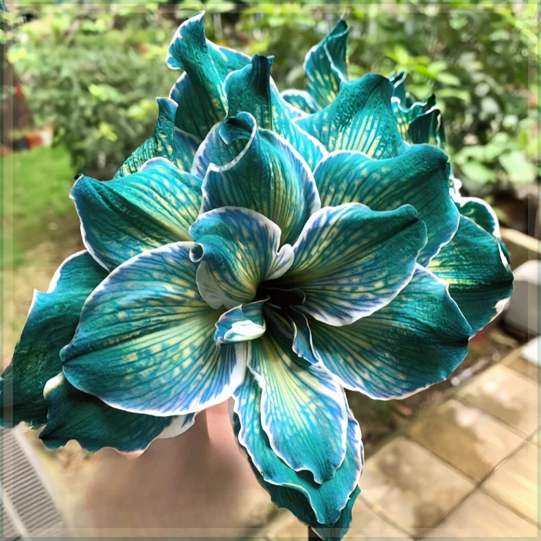 朱顶红重瓣室内植物进口【特价】花卉四季开花荷兰种球庭院阳台盆栽