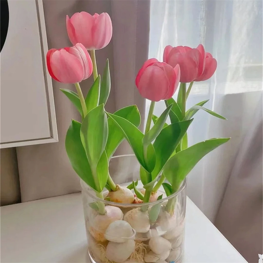 盆栽花卉荷兰进口大球郁金香大种球室内外水土培四季好养重瓣植物