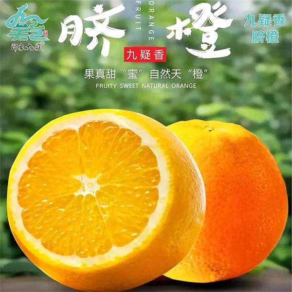 湖南脐橙现摘现发 果园直发5/9斤香甜爆汁(送剥橙器+湿纸巾+手套)