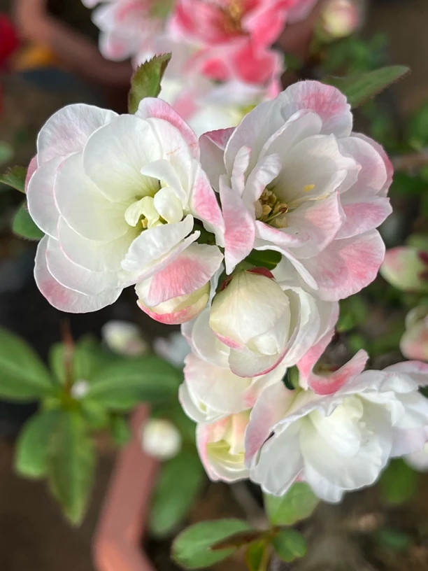 精选盆景老桩，直播间选货，一物一拍开花种植南北方大小适合自然