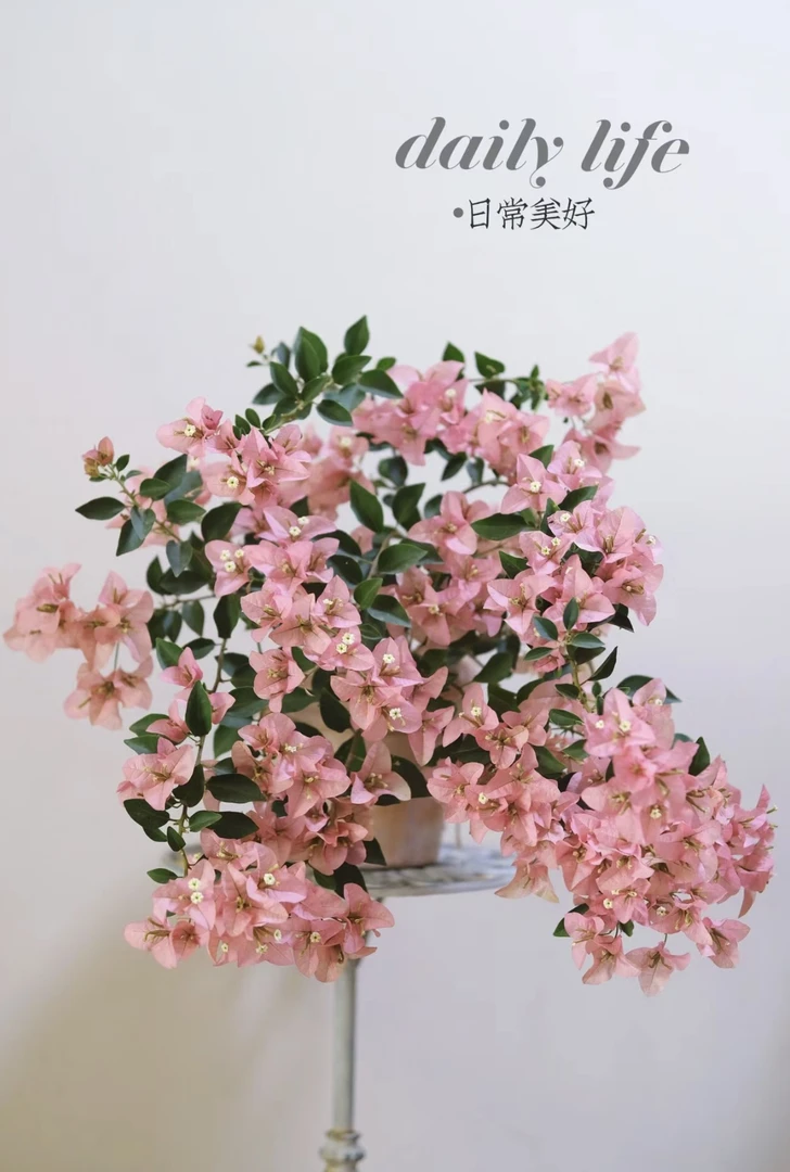 三角梅 卡亚塔 一物一拍