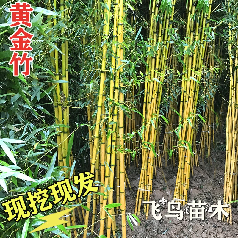金镶玉竹黄金竹庭院竹子苗四季常青植物花园观赏竹室内盆栽金竹苗