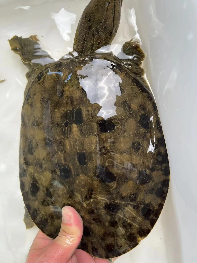 湖南省安乡县土甲鱼