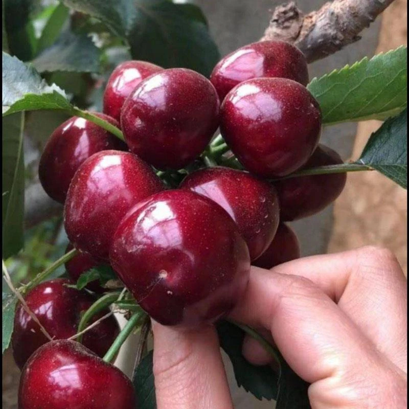 车厘子树苗俄罗斯8号黑珍珠南方北方种植盆栽地栽矮化品种齐全