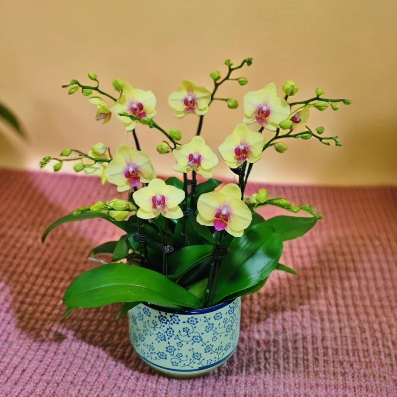 [朝日]金黄色系蜡质型中大花室内盆栽送礼高端大气