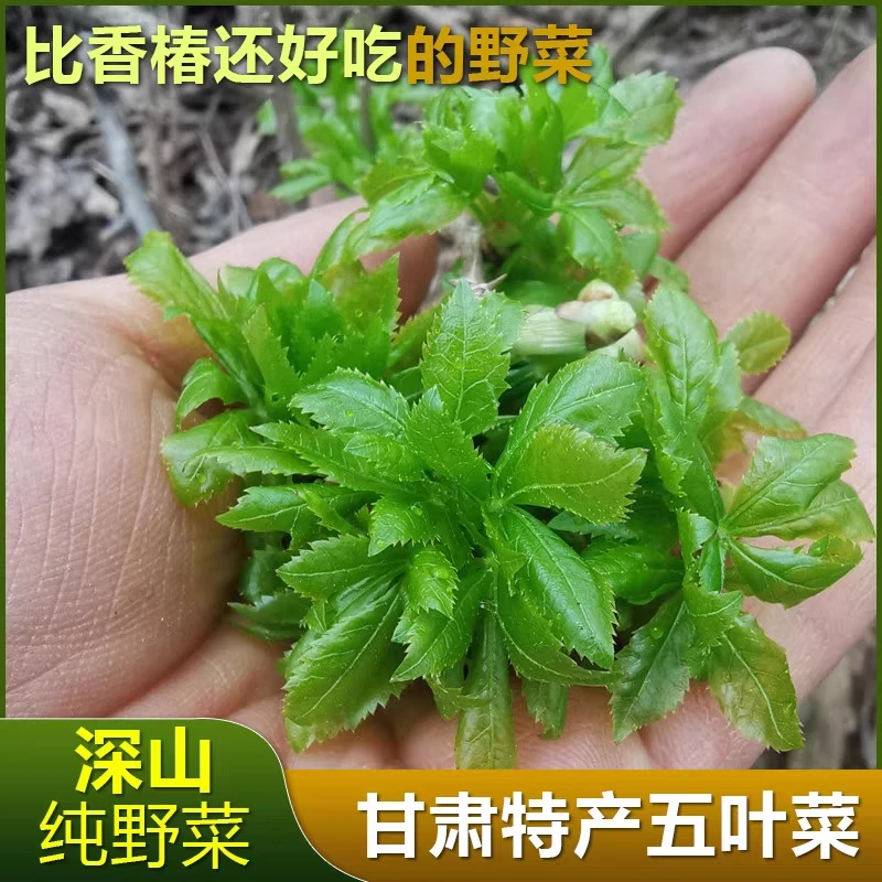 甘肃特产大山露天现摘五爪子野菜五叶菜刺五加五月菜新鲜山野菜