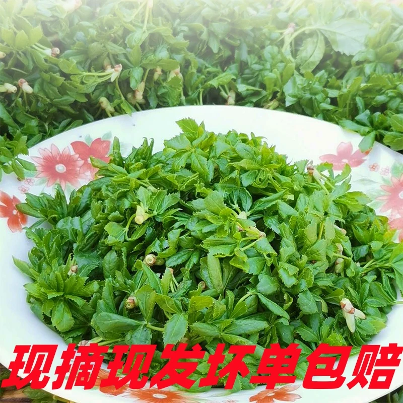 甘肃五爪子野菜山野菜春天露天野菜