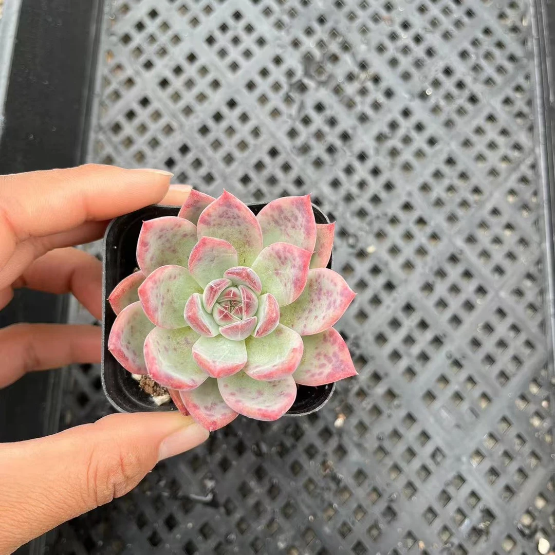 红拉糖6厘米盆《加购物车满19.9自动包邮》多肉植物