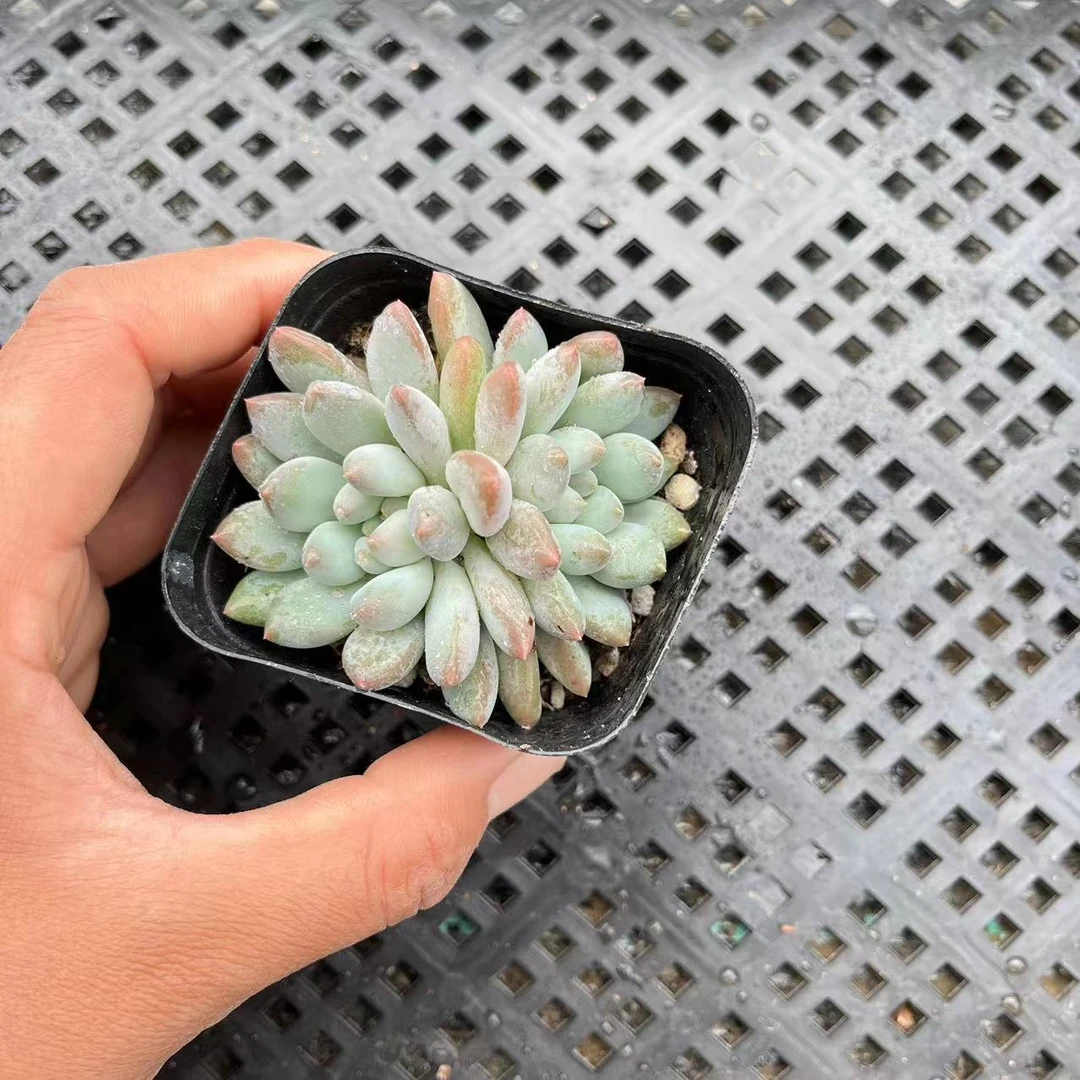 明珠5厘米盆《加购物车满19.9自动包邮》多肉植物