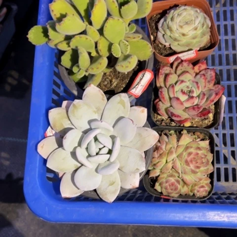 久***?熊爪雪莲冰糖水晶红拉糖桃熏女王