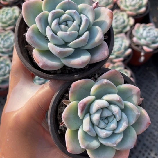 内**铺冰玉90杯单头2颗