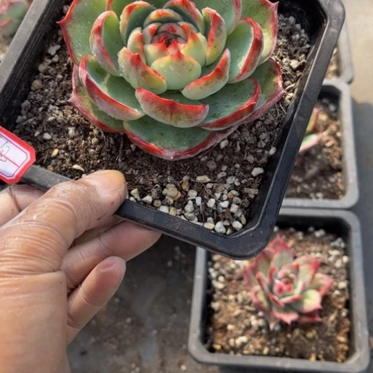 豆*惊鸿一颗单头170盆