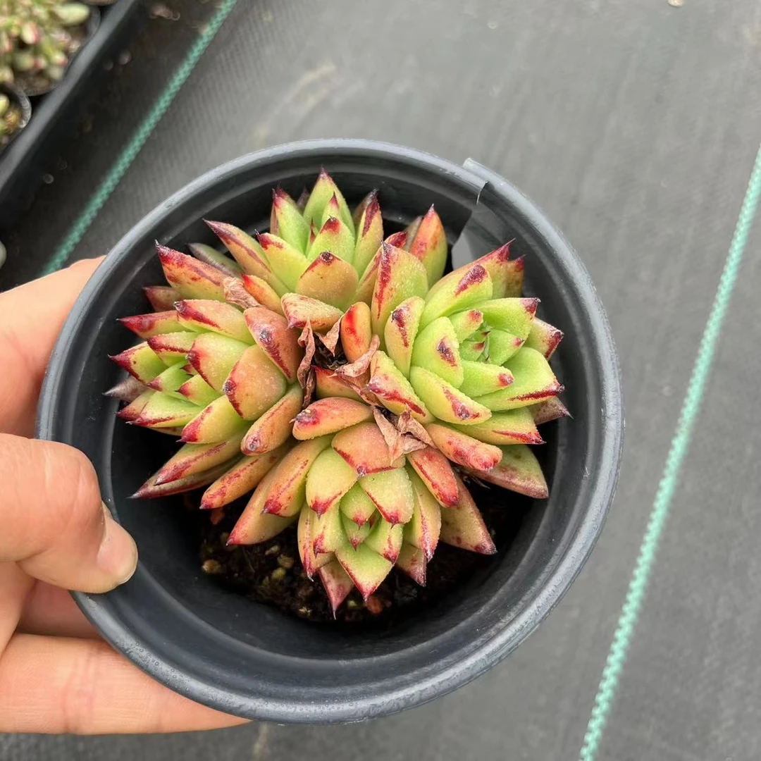 口红群10厘米盆《加购物车满19.9自动包邮》多肉植物