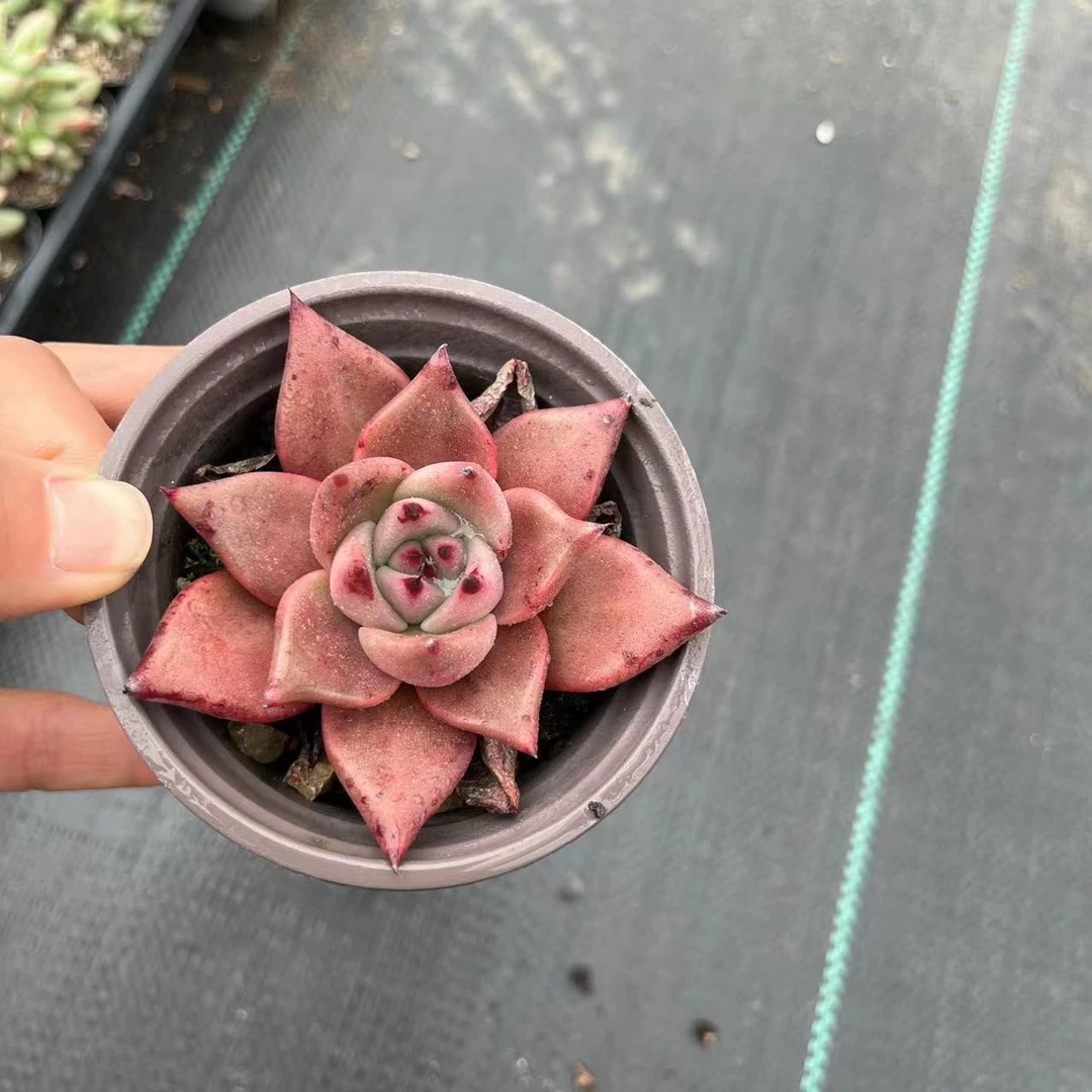 罗密欧8厘米盆《加购物车满19.9自动包邮》多肉植物
