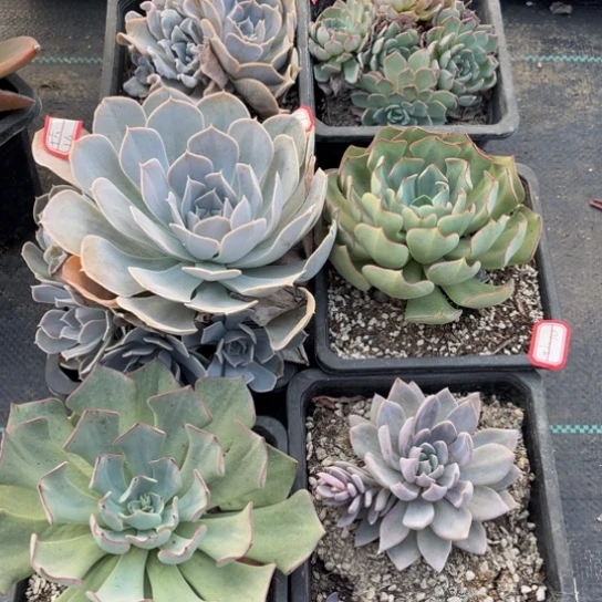 十*呀介壳虫要两份