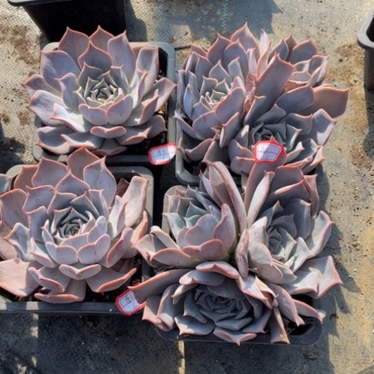 春*露西娜四颗的