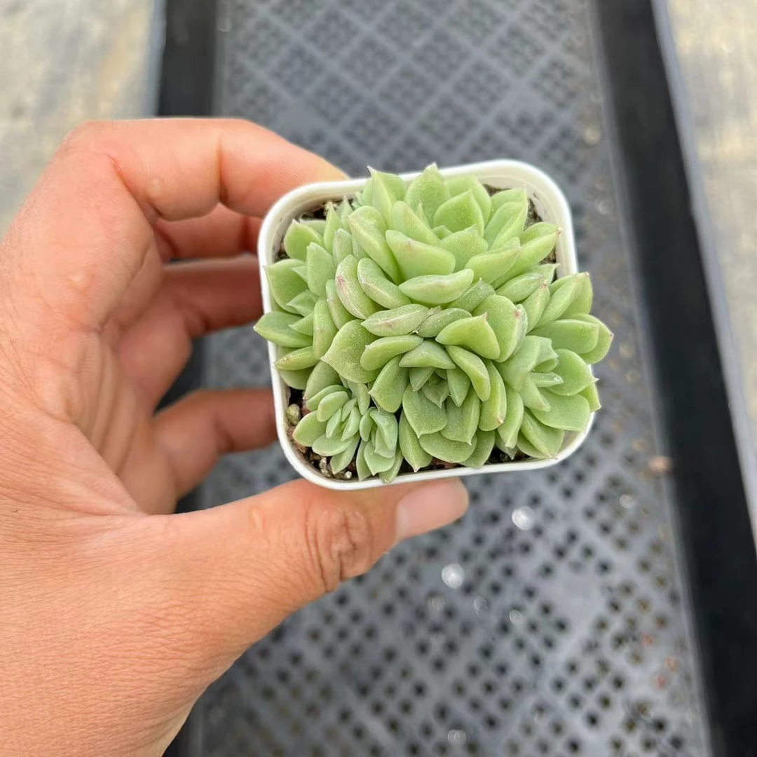 蝴蝶叶麦秆5厘米盆《加购物车满19.9自动包邮》多肉植物