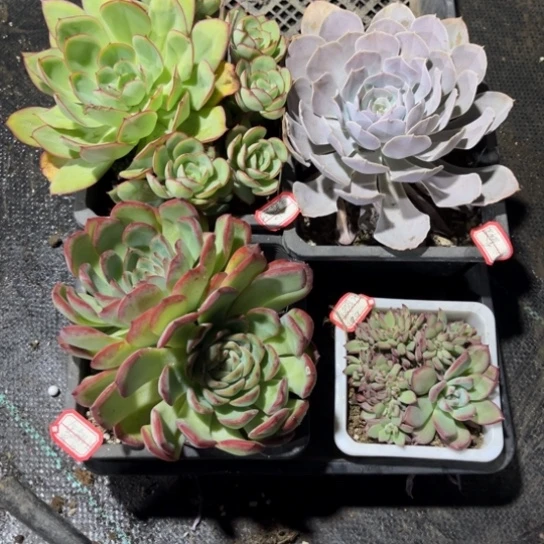 金**客牡丹亭圣卡雪夜火烈鸟缀