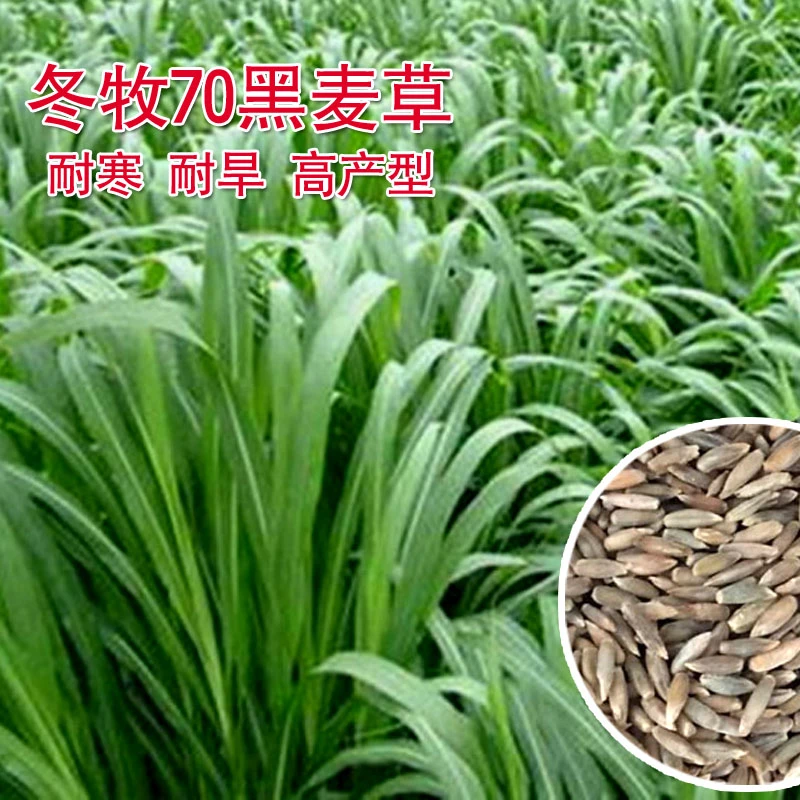 冬牧70黑麦草种籽/四倍体黑麦草养殖禽畜耐寒高产四季秋冬季牧草