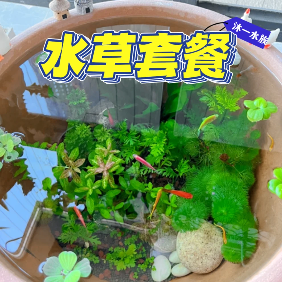 【水草套餐】无co2阴性古法养鱼净化水质鱼缸造景绿植园艺专用