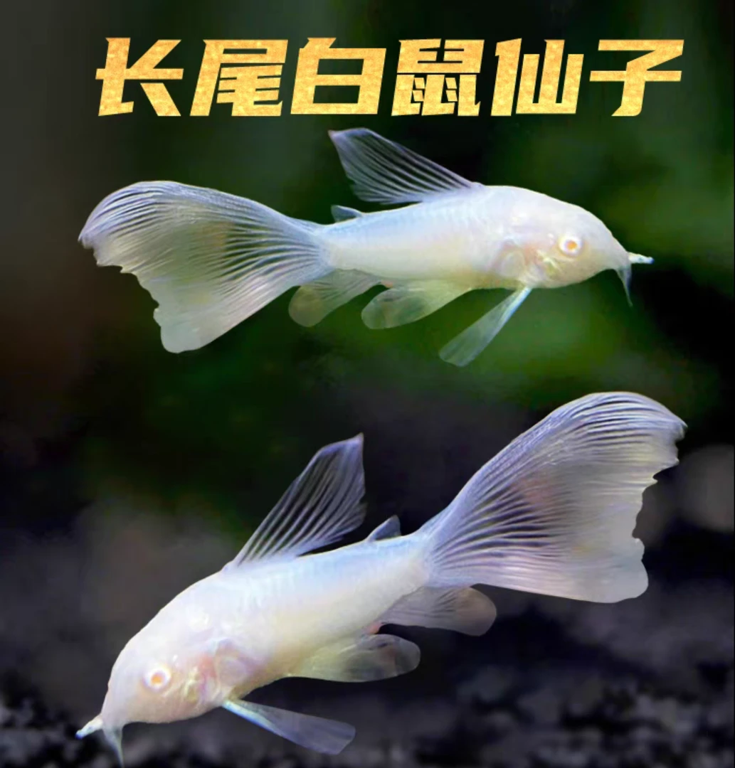 【鼠鱼】清洁鱼底层工具鱼清理鱼食可混养热带观赏鱼饲养简单