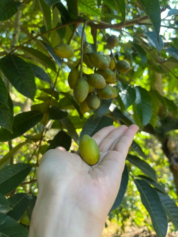 新鲜现摘老树花皮青皮橄榄甘甜回味孕妇水果