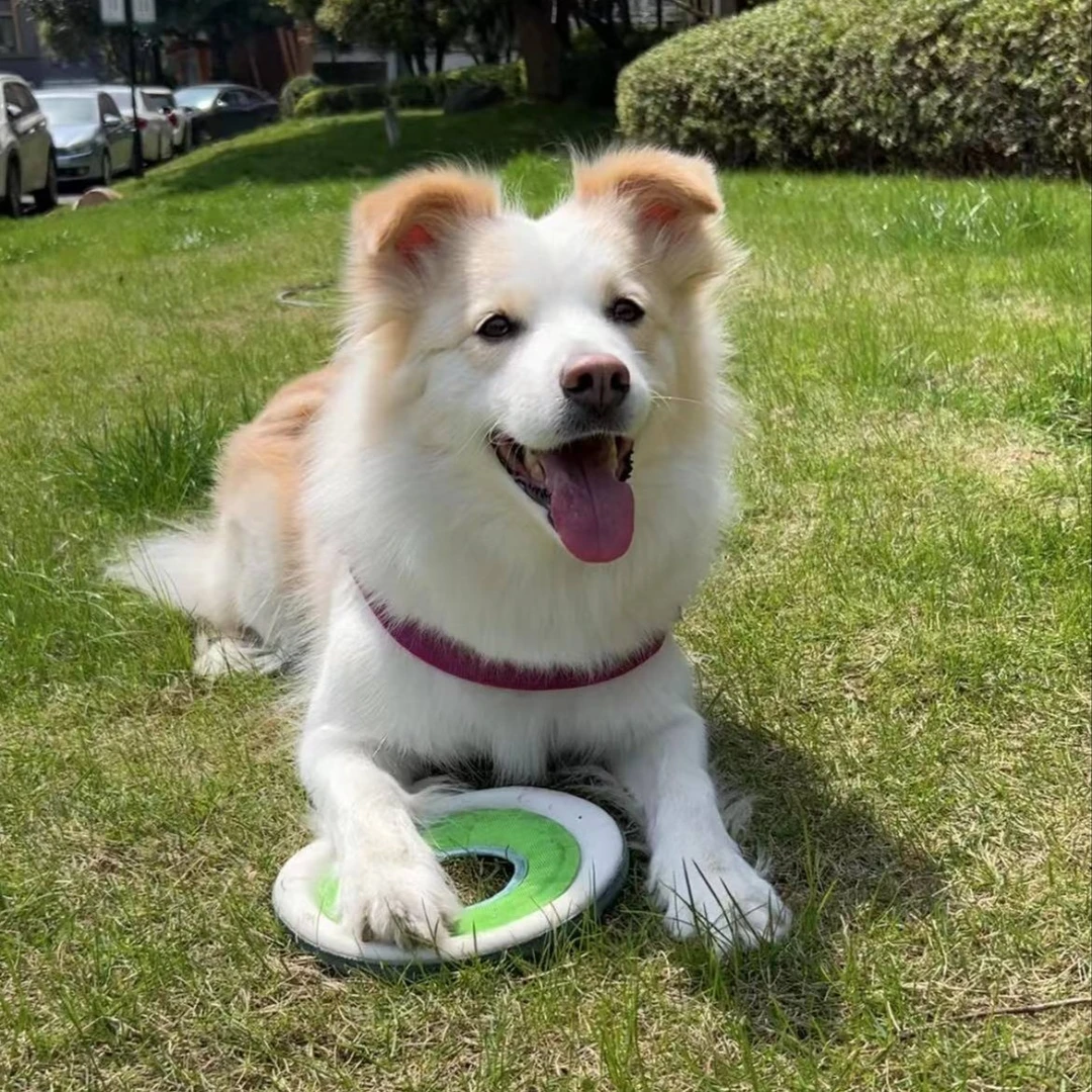 【贝拉家】Chuckit狗玩具夜光飞盘拔河绳 结实设计方便