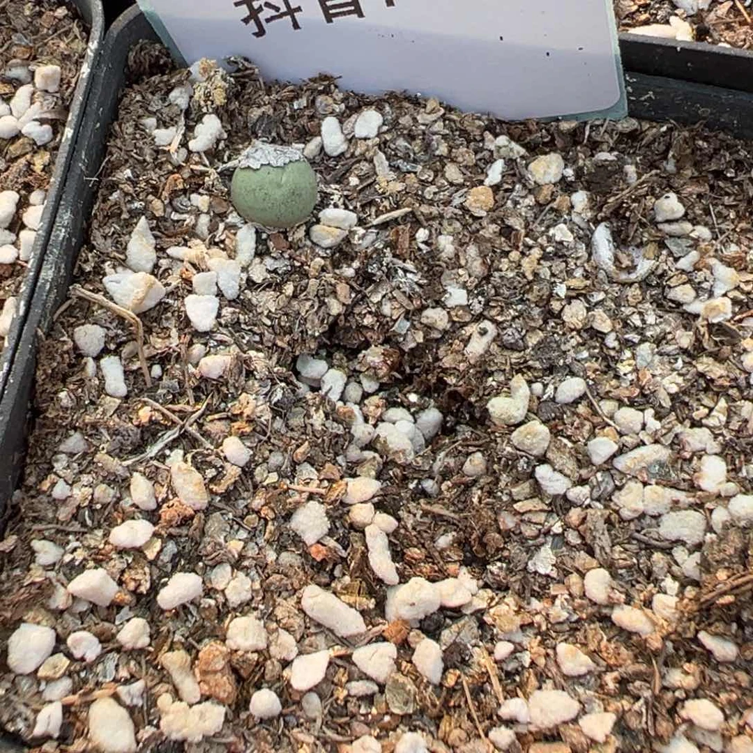 7-28小红嘴多肉植物，