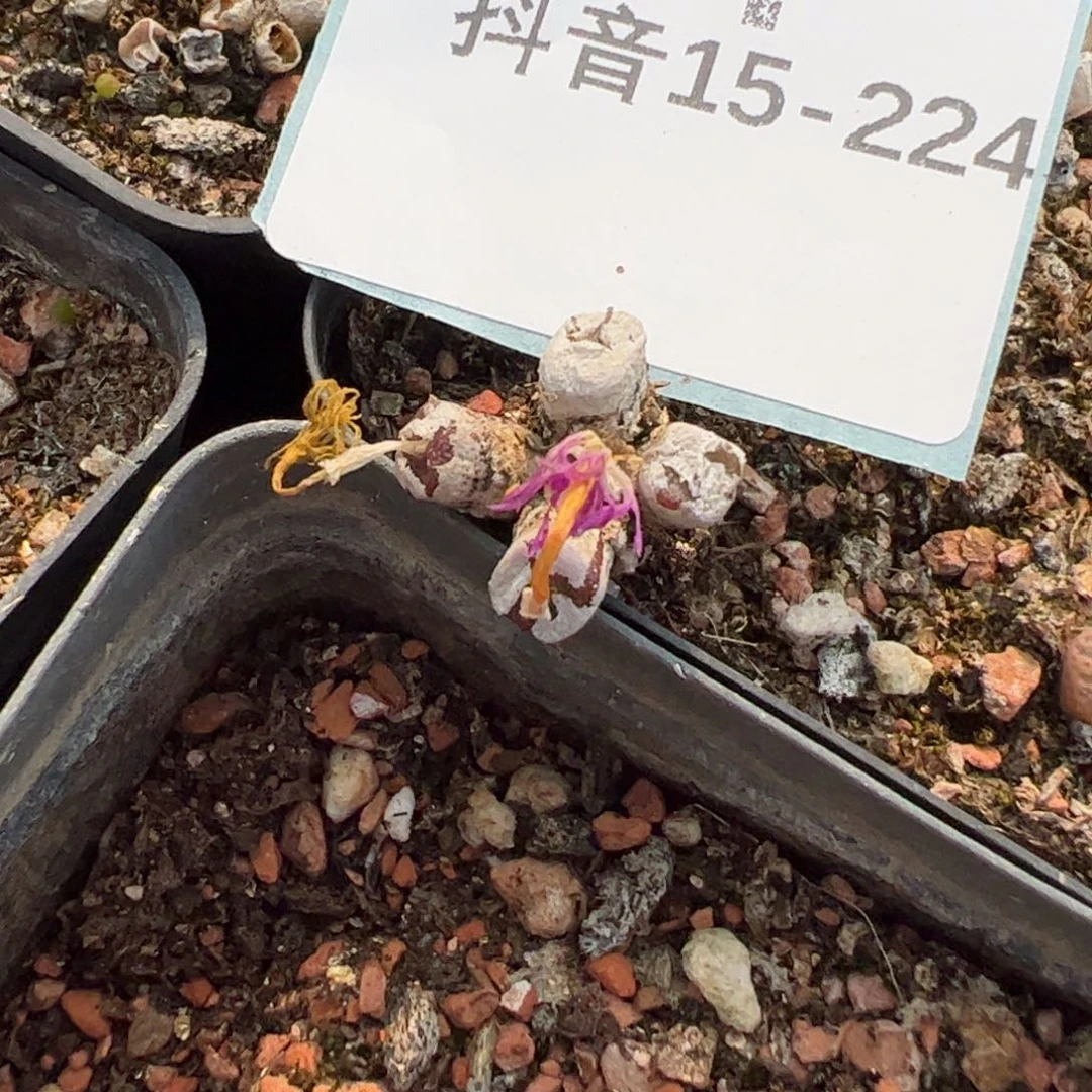 15-224方糖多肉植物