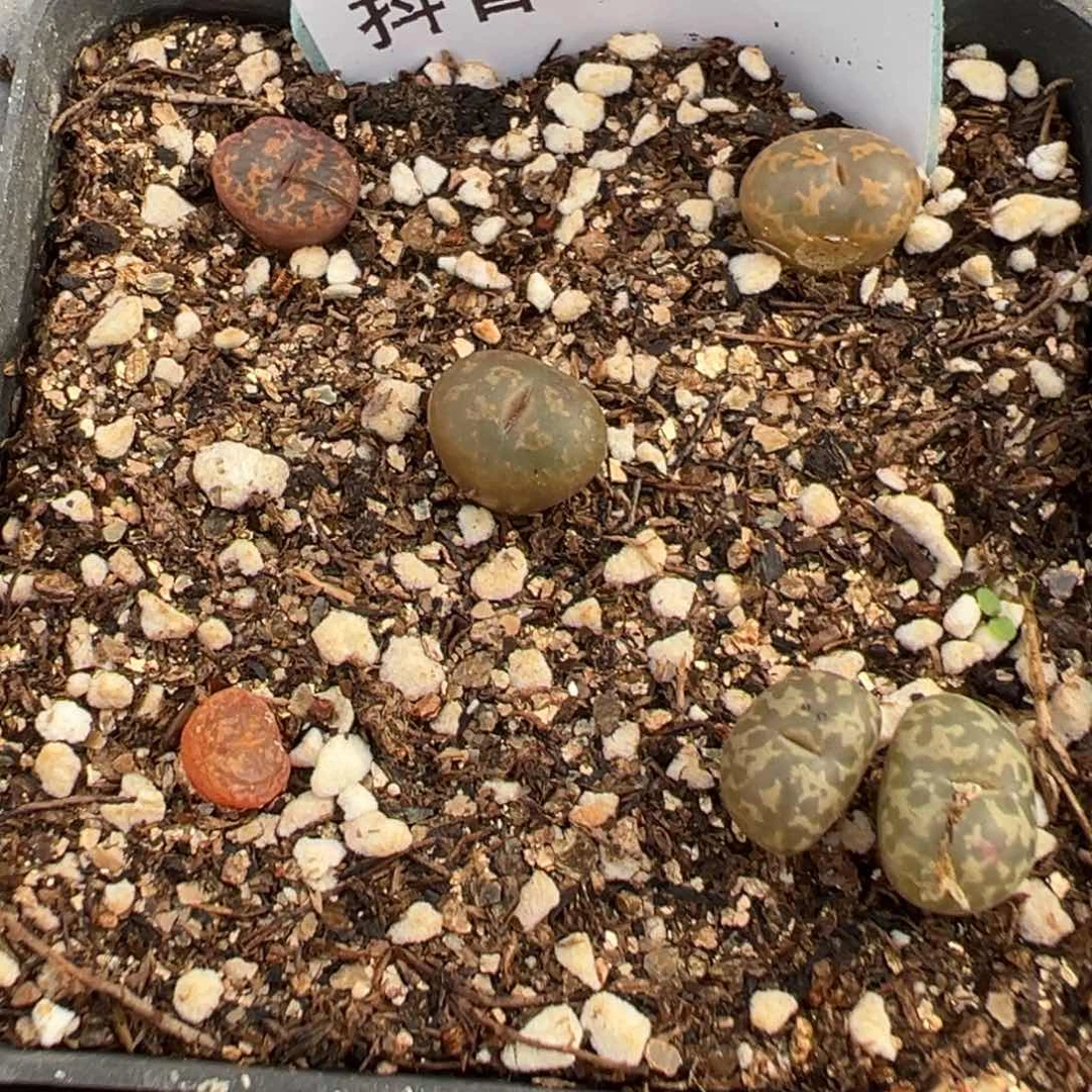 31-198肉锥多肉植物