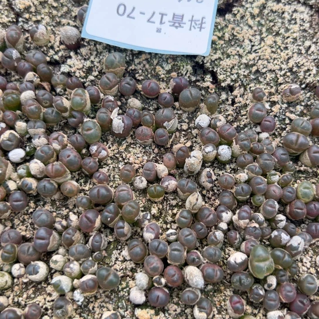 17-70量拍c10小苗15颗,扣块发
