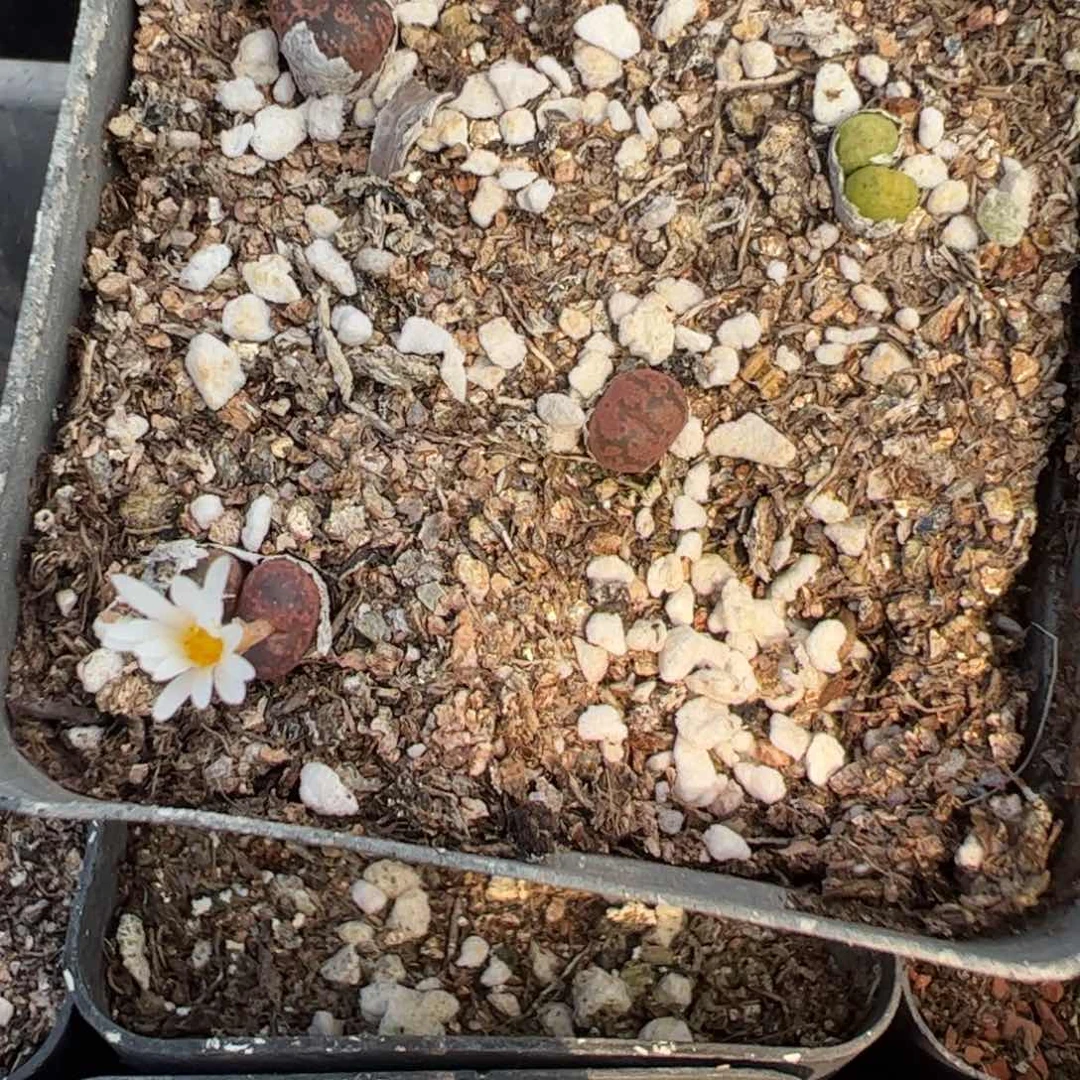 26-95多肉植物,?。,