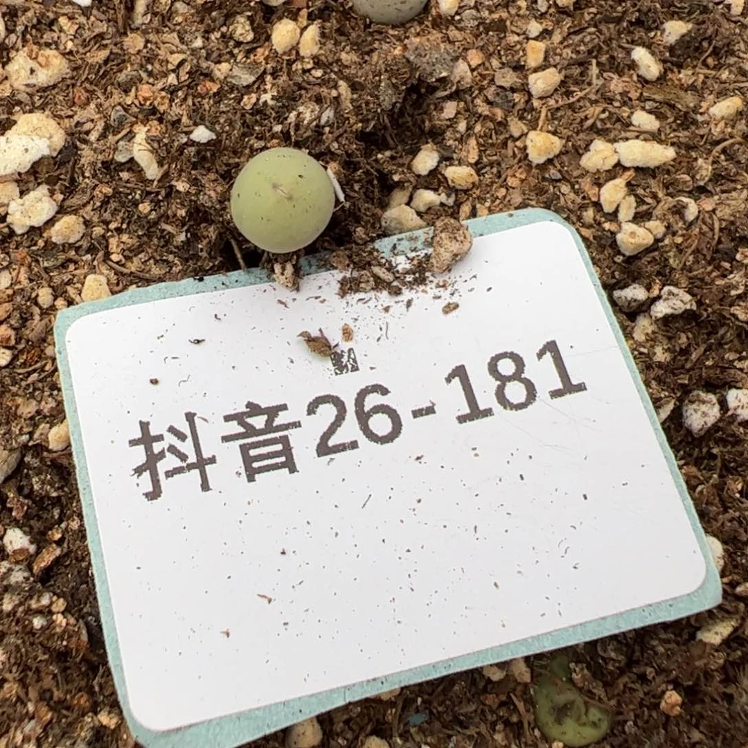 26-181量拍小红嘴5颗