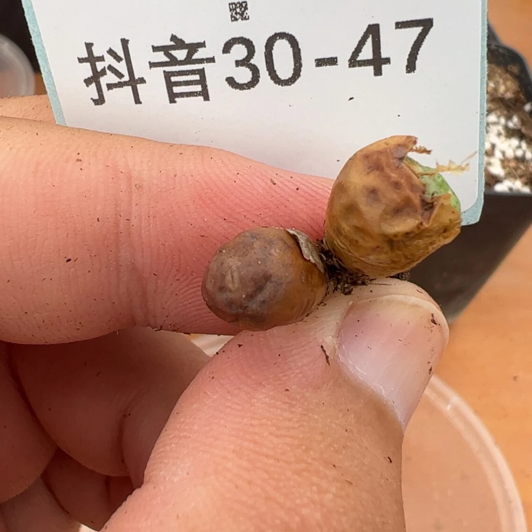 30-47量拍双头皮姆一颗