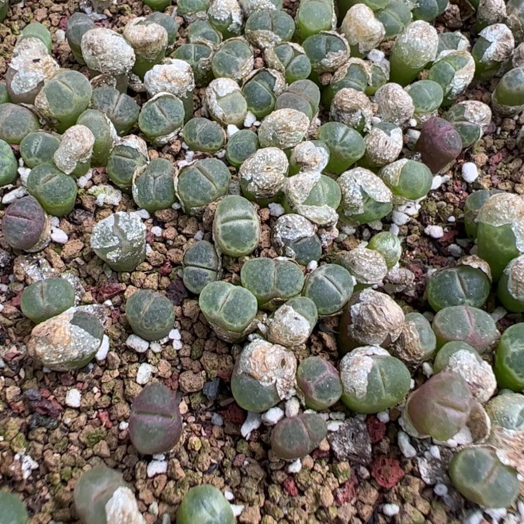 19-33量拍绿粉樱风铃30颗，扣块发