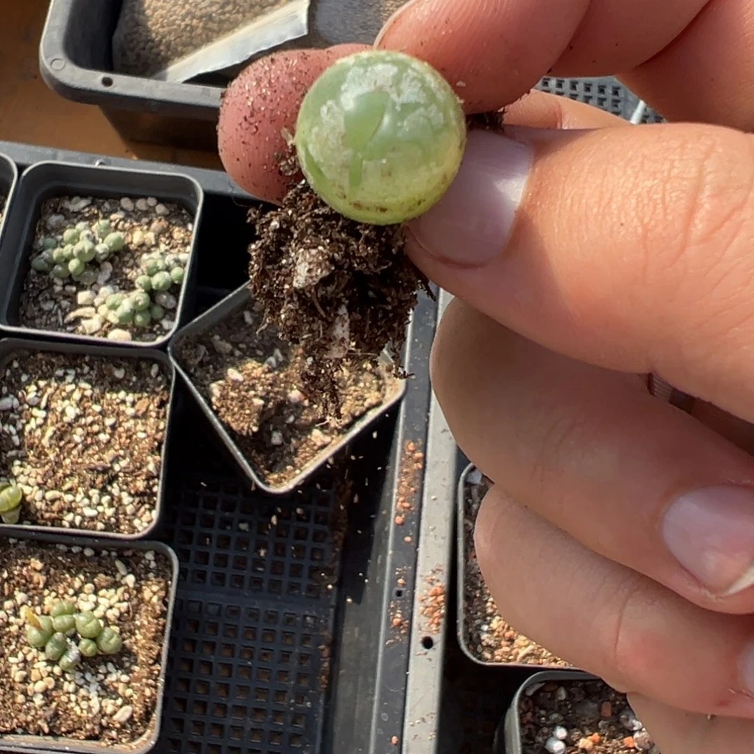 21-73拉登多肉植物