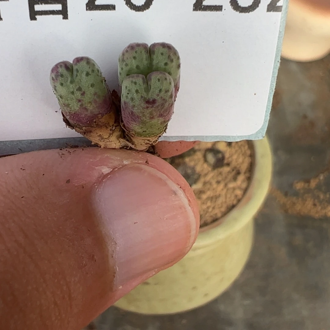 26-232平头斑马多肉植物