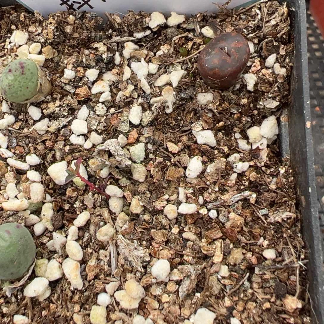 5-89肉锥多肉植物